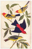 AMERICAN SCARLET TANAGER. (Pyranga rubra)female; immature males 1907 old print