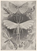 LEPIDOPTERA. Tineid, Feathered common Moths 1907 old antique print picture