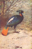 BIRDS. Impeyan pheasant(Lophophorus impeyanus) 1907 old antique print picture