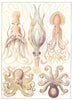CRUSTACEANS. Decapods and Octopods Octopus Squid 1907 old antique print
