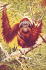 PRIMATES. Orang-Utan(Simia Satyrus) 1907 old antique vintage print picture