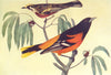 MARYLAND. Chestnut-sided Warbler(above)Baltimore oriole(below) 1907 old print