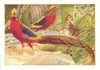 BIRDS. Golden Pheasant 1907 antique vintage print picture