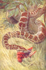 SNAKES. Python(Python Molurus) 1907 old antique vintage print picture