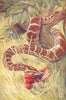 SNAKES. Python(Python Molurus) 1907 old antique vintage print picture