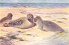 ANIMALS. Common harbor harbour seal(Phoca Vitulina) 1907 old antique print