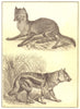 JACKALS. Jackals; 1 Common Jackal; 2 Side-striped jackal 1907 old print