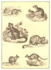 KANGAROOS. Tree, Rat, Rock; Hypsiprymnodon; Hare, Pademelon Wallaby 1907 print