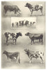 COWS. Hereford; Holstein; Dutch-belted claves; Guernsey; Devon; Jersey 1907