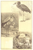 BIRDS. Ibis Family Representative Ibises; Open-bill; Wood; Sacred 1907 print