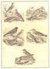 LARKS. Wood, Sky, Crested Lark, Desert, Horned; Alanda calandra 1907 old print