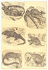 IGUANA LIZARD. Ring-tailed Basilisk Galapagos Land sea Horned toad Anolis 1907