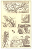 CATERPILLARS. Pine-tree moth cocoon Ichneumon-fly larva syrphus- willow-  1907