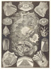 TELEOST FISH. Gurnard Seahorse Seaweed Tentacle sea bream perch snipefish 1907
