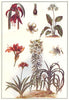LILY AMARYLLIS. Golden garden Crinum scabrum Eucharis amazonica Jacob's 1907