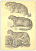 LEOPARDS. 1 Leopard Panther; 2 Snow Ounce; 3 Hunting Cheetah 1907 old print