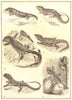LIZARD.Skink Lacerta ogilis Varanus Zonurus cordylus Agama colonorum gecko 1907