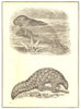 MAMMALS. 1. West Indian Manatee; 2. Short-tailed Indian Manis 1907 old print