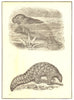 MAMMALS. 1. West Indian Manatee; 2. Short-tailed Indian Manis 1907 old print