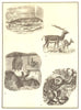MAMMAL. Whale-aquatic; Antelope-terrestrial; Bat-aerial; Ape-arboreal 1907