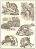 MARSUPIAL. Sugar squirrel phalanger Wombat Tasmanian wolf Opossum Koala 1907