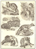 MARSUPIAL. Sugar squirrel phalanger Wombat Tasmanian wolf Opossum Koala 1907