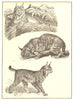 CANADA. Lynxes; 1 Canada Lynx; 2 European Lynx; 3 Chaus 1907 old antique print