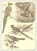 BIRDS. Motmot Mother Carey's Chicken Mouse-bird American Mockingbird 1907