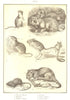 RODENTS. Mice; Harvest mouse; Hamster; Barbary; Jerboas; House; Brown rat 1907