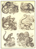 PRIMATES. Titi Death head monkey Uakari Capuchin Barrigudo Spider Couxios 1907