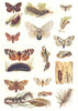 MOTHS. Gypsy, Tiger, Psilura, Lackey, Tussock, Pine; caterpillar; Pupa 1907