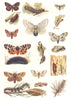 MOTHS. Gypsy, Tiger, Psilura, Lackey, Tussock, Pine; caterpillar; Pupa 1907
