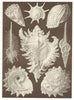 MUREX. Calcar Conus Harpa ventricosa tenuispinus inflatus Fusus longicauda 1907