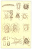 ARTHROPODS. Follicle cheese scarlet water itch beetle mite Pigeon Tick 1907