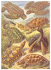 TURTLE TORTOISE. Leatherback Hawksbill Matamata Elephant Land Snapping 1907