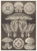 JELLYFISH. Discomedusae giltschii Rhopilema Brachiolophus Cannorrhiza 1907
