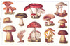 POISONOUS FUNGUS. Toadstool Cantarelle Puffball Green Devil Satanic Antler 1907