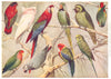 LORY.Cockatoo Macaw Kakapo Parrot Rosy-Face Love-bird Parrakeet Budgerigar 1907