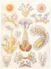 POLYZOA. Cristatella mucedo Plumatella repens Lophopus crystallinus 1907 print