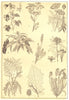 AMERICAN POISON PLANT. Ivy Hemlock Poke Jimson loco-weed Laurel Sumac 1907