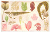 SEAWEED. Gulf wing bladder comb reed chandelier hide weed Irish Coral moss 1907
