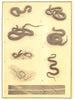 SNAKES. Milk Snake Copperhead Blacksnake Rattlesnake Water Ribbon Garter 1907