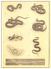 SNAKES. Milk Snake Copperhead Blacksnake Rattlesnake Water Ribbon Garter 1907