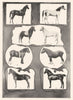 HORSES. Arabian; Stallion; Shetland Pony; Welsh; Shire; Clydedale Gelding 1907