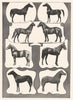 HORSES. Coach Morgan Trotting Percheron Wilkes-Hambletonian Thoroughbred 1907