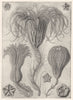 CRINOIDS. Metacrinus angulatus Pentacrinus Maclearanus Wyville-Thompsonli 1907