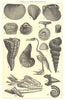 CRETACEOUS FOSSIL.Inoceramus concentricus Exogyra columba Cripsi Ptychodus 1907