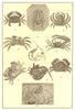 CRABS. Bow Thornback Sand Horseman Fiddler Edible Sponge Horseshoe Spider 1907