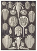 TRILOBITES KING CRAB. Limulus moluccanus; Eurypterus Fischeri; Pterygotus 1907