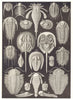 TRILOBITES KING CRAB. Limulus moluccanus; Eurypterus Fischeri; Pterygotus 1907